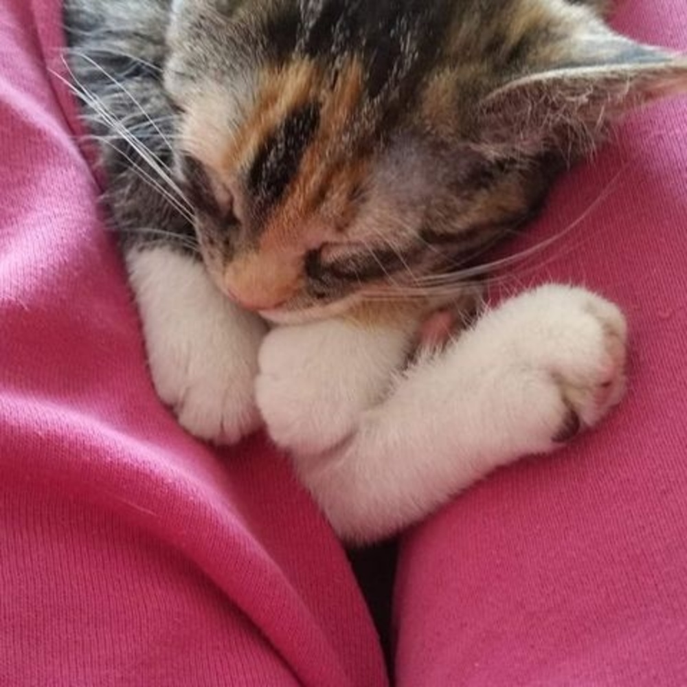 Meet your Posher, Patsy